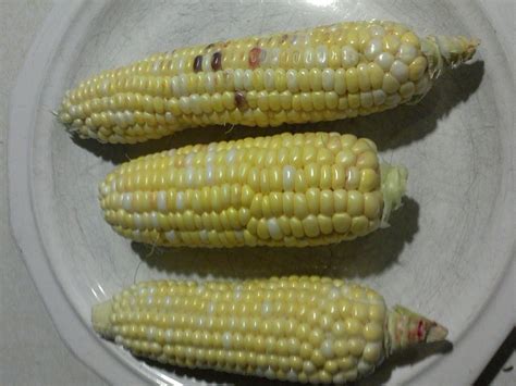 Corn Thread For 2014 Page 9 Theeasygarden Easy Fun And Fulfilling