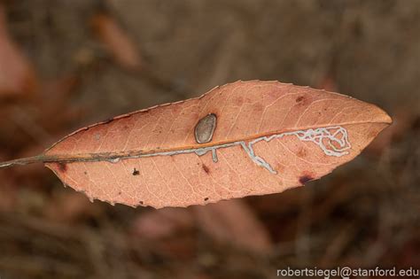 Leaf Miner Flies