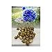 GARTHWAITE NURSERIES 10 Allium Caeruleum Bulbs Azureum Deep