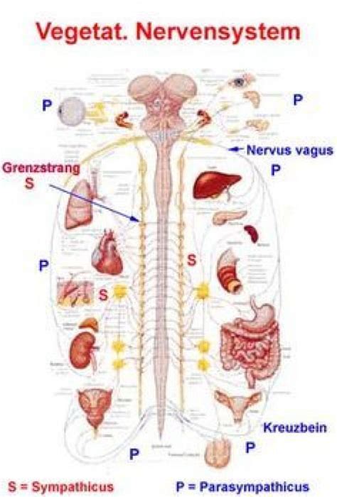 Vegetatives Nervensystem Vegetatives Nervensystem Nervensystem