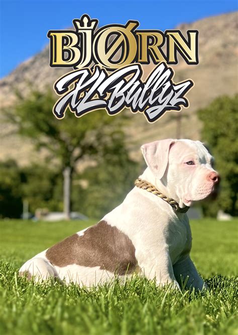 The Ultimate Guide to Caring for Your New American Bully Puppy from XL – XLBullyz