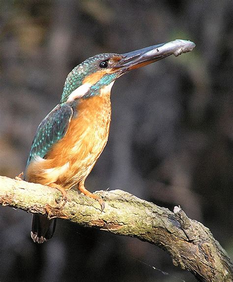 Common Kingfisher Alcedo Atthis And Its Prey European Chub