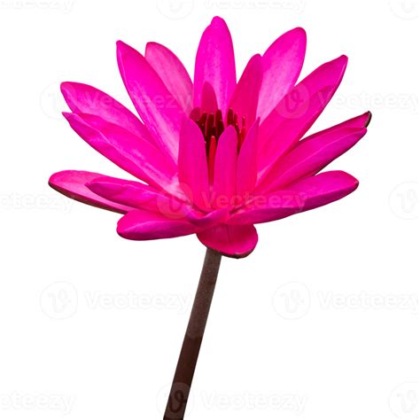 Pink Lotus Flower Isolated With Clipping Path 20974403 Png