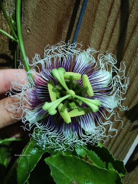 21 Rarest Flowers In The World Unusual Flowers Passion Fruit Flower