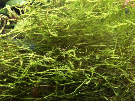 Java Moss Marine Warehouse Aquarium