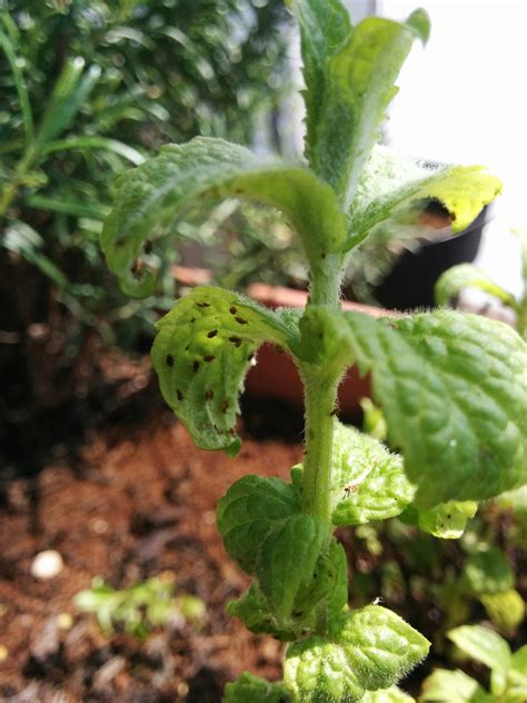 How To Stop Bugs From Eating Mint Plant My Heart Lives Here