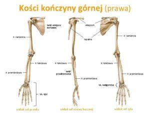 Układ ruchu cz 5 Symbolika i konflikty kończyny górnej Zgoda na to