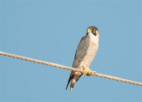 Barbary Falcon Falco Pelegrinoides Berberfalk Al Mughsay Peter