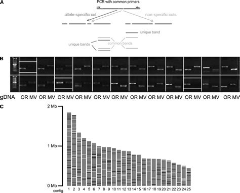 Snp Validation A Principle Of Cleaved Amplified Polymorphic