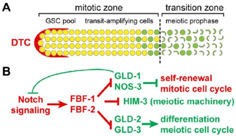 The Mitosis Meiosis Decision And Its Regulation A Schematic Of Adult Download Scientific