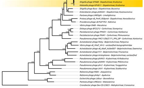 Phylogenetic Tree Of Klebsiella Phage Kppk1081 And Other Download