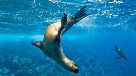 Grooving in the Galápagos with National Geographic Expeditions