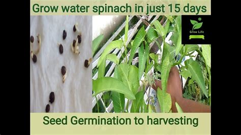 How To Grow Water Spinach From Seed Grow Water Spinach Hydroponically