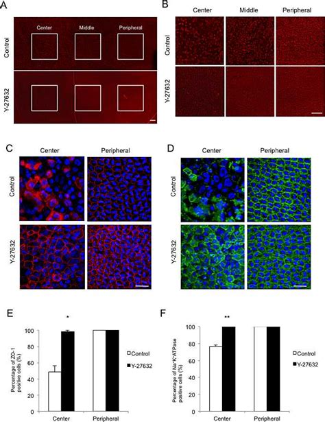 Rock Inhibitor Y 27632 Promoted The Functional Recovery Of Regenerated Download Scientific