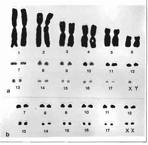 Figure 3 From NOTES ON THE ECOLOGY AND KARYOTYPIC DESCRIPTION OF