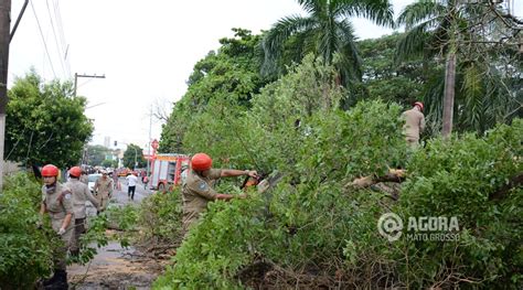 Chuva Forte Derruba Yp Amarelo Considerado Uma Das Maravilhas Da