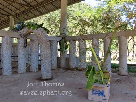 Elephant enrichment project | Blog | Save Elephant Foundation