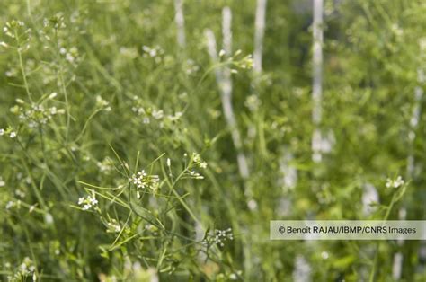 Gros Plan Sur Des Hampes Florales D Arabidopsis Thaliana Arabette