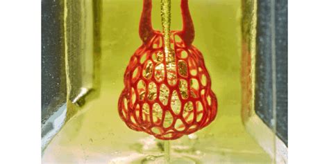 3D Organ Bioprinting Gets A Breath Of Fresh Air UW Bioengineering