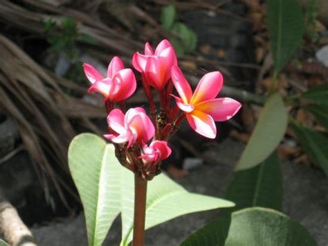 Las Islas Galapagos: Flora de Galapagos