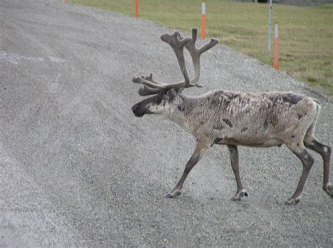 Reindeer-Alaska 2009 | Alaska, Moose art, Reindeer