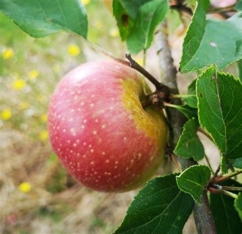 Pomme Court Pendu Rouge Le Jardin Des Intuitions