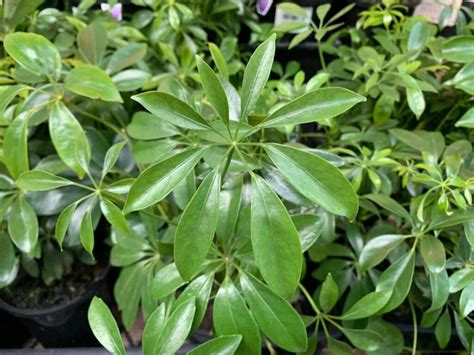 Schefflera Arboricola Dwarf Umbrella Plant Pot Hello Hello