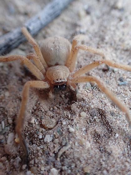 Spider In Grand Canyon Olios Giganteus Bugguidenet