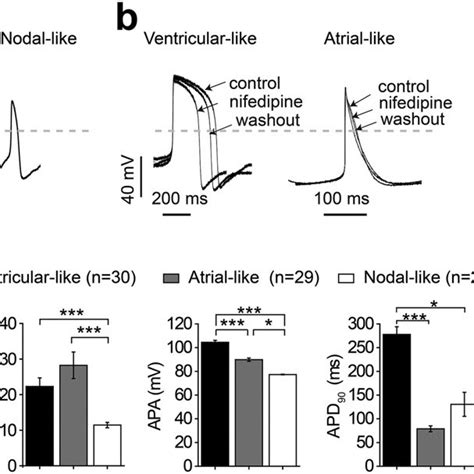 Ap Characterizations Of Ventricular And Atrial Like Cardiomyocytes A