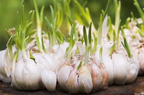 Here S How You Can Grow Garlic At Home