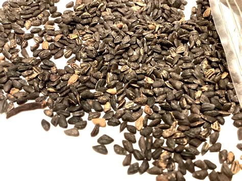 Black Pine Tree Seeds (PINUS BANKSIANA) (Eastern Jack Pine) (Jack Pine