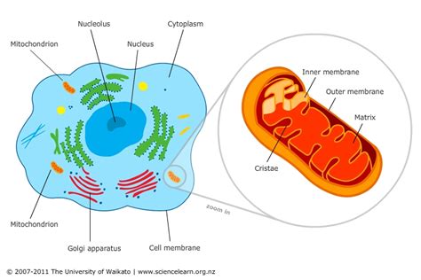 Mitochondria Cell Powerhouses — Science Learning Hub