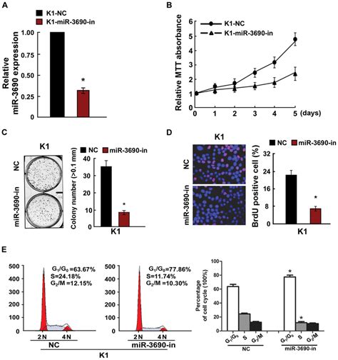 Inhibition Of Mir Inhibited Tc Cell Proliferation A Validation