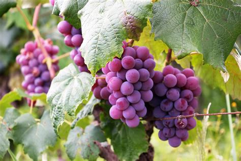 Growing Grapes In Pots
