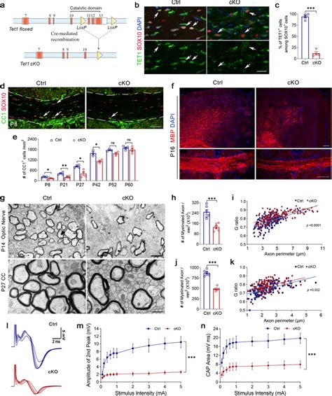 Tet Is Required For Ol Differentiation And Myelination A Schematic