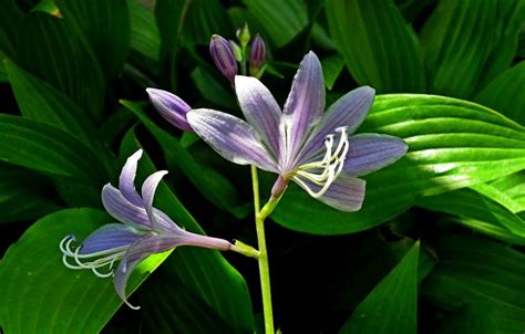 Hostas Plants Growing Caring Arbor Hills Tree Farm Omahaarbor