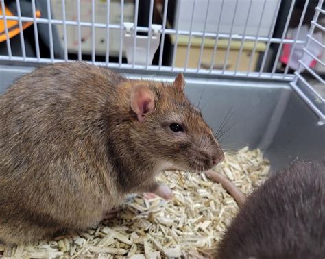 Adoption De Groot Ind Finie Rat R Gion Pays De La Loire