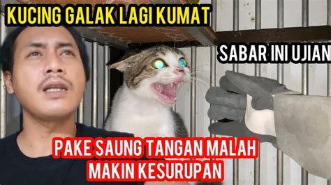 Kucing Galak Lagi Kumat Dan Semakin Galak Youtube