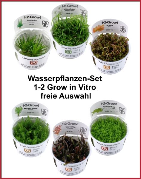 Sahawa Shop Wasserpflanzen Set Grow In Vitro Pflanzen Freie Auswahl