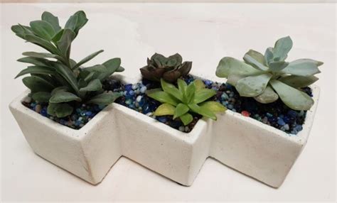 Plant - Modern Succulents - Wonderland Floral Art