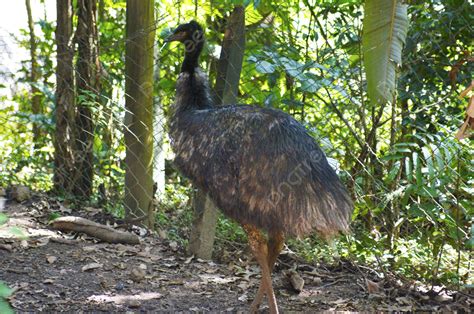 Greater Rhea Fauna Macro Ostrich Photo Background And Picture For Free ...