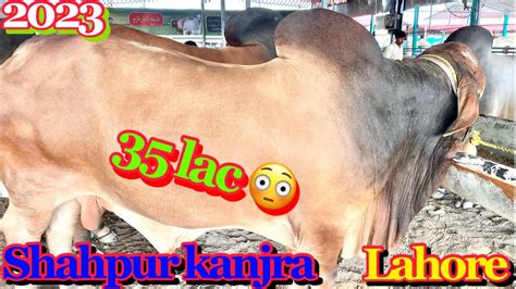 35 Lac Most Expensive Bull Of Lahore Bakra Mandi Shahpur Kanjra 2023