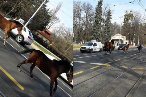 Konji Tr Ali Posred Maksimirske Ulice Prolaznici Ih Promatrali U Udu