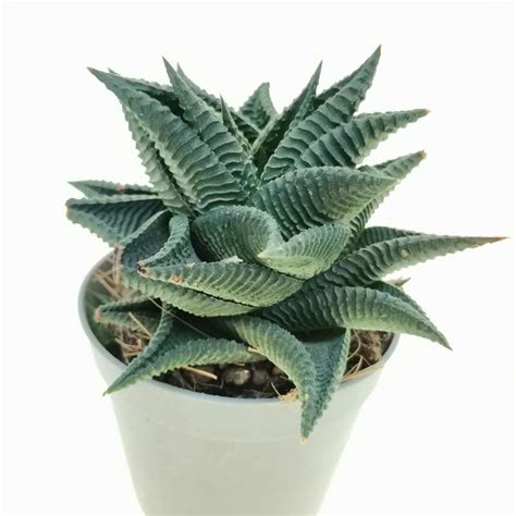 Haworthia Limifolia F Spiralis Cm Aloaceae Giromagi Vendita