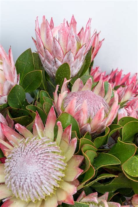 King Protea Or Protea Cynaroides The National Flower Of South Africa