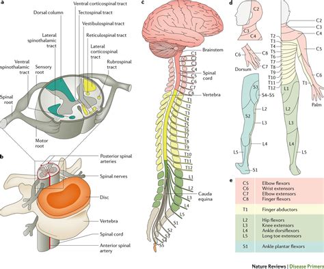 Acute Spinal Cord Injury