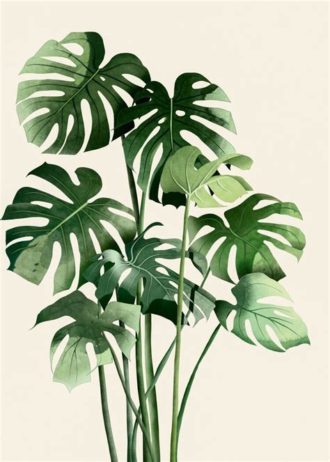 How To Care For Monstera Deliciosa Gardens Illustrated Monstera