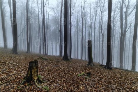 Autumn beech forest 11276216 Stock Photo at Vecteezy