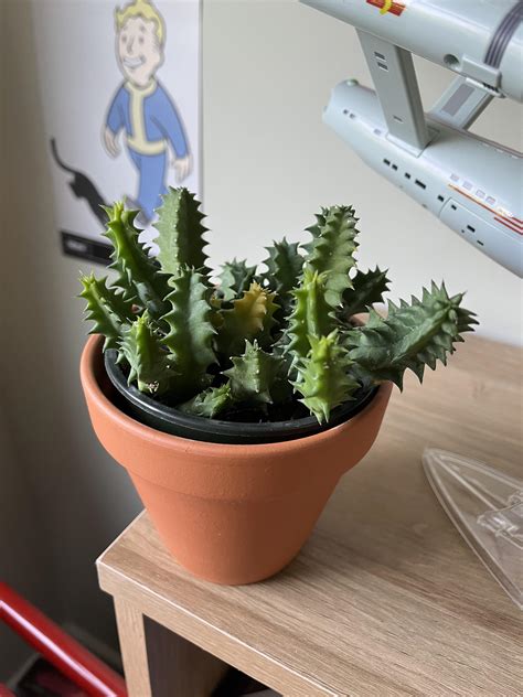 How to care properly for this plant? : r/plants
