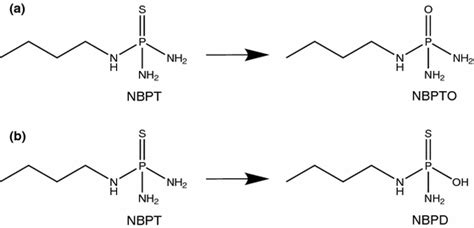 Structure And Conversion Of Urease Inhibitor N N Butyl Thiophosphoric Download Scientific